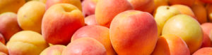 honeycot apricots