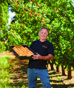 honeycot apricots grower