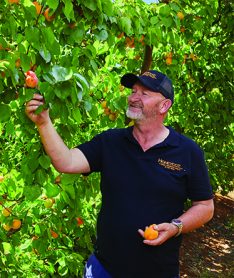 man picking honeycot apricots