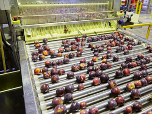 fruit packing machine at montague