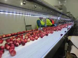 fruit packing assembly line at montague