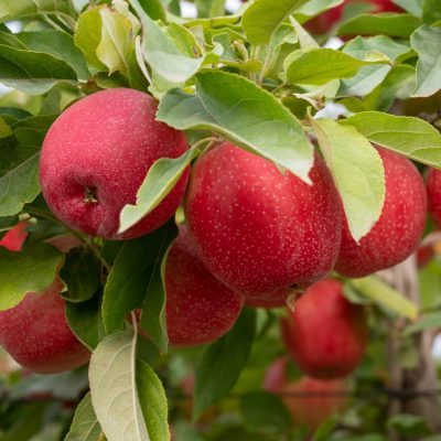 SweeTango® Apples - Apples & Apple Pears